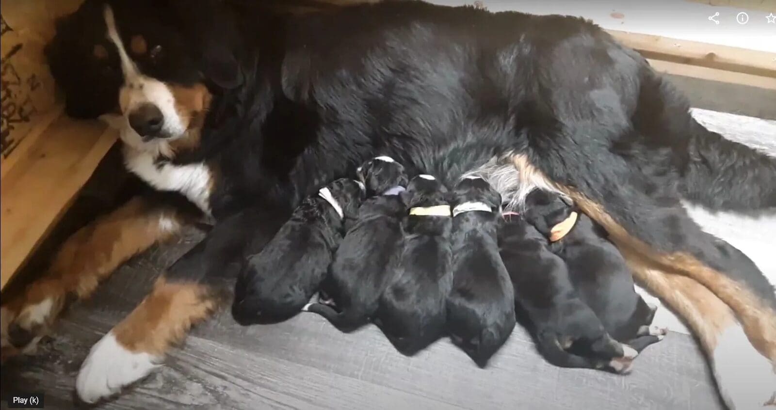 A dog is laying down with its puppies.