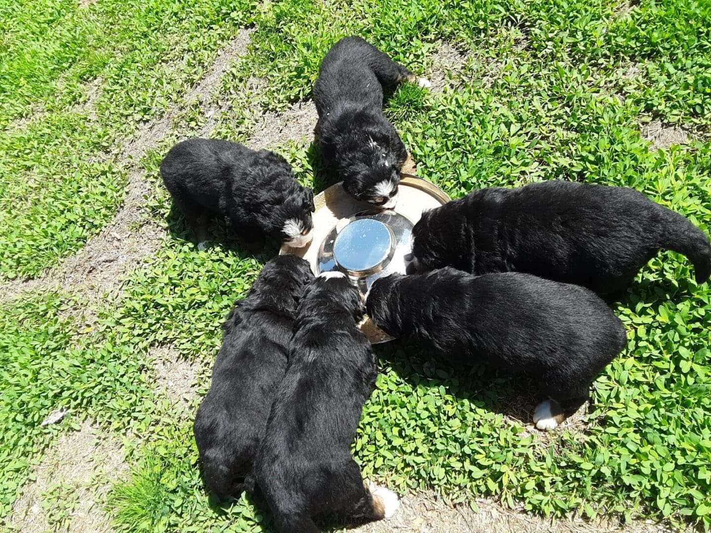 A group of black puppies eating from a plate.