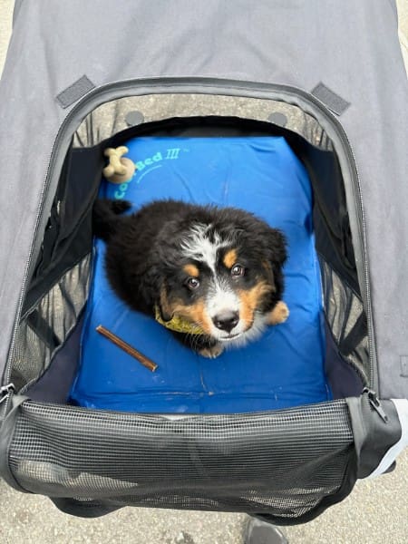 Dog Stroller for Medium-1