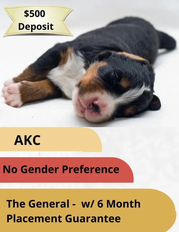 Refundable Puppy Adoption Holding Fee (be sure to read/understand/complete the description details) - Image 2