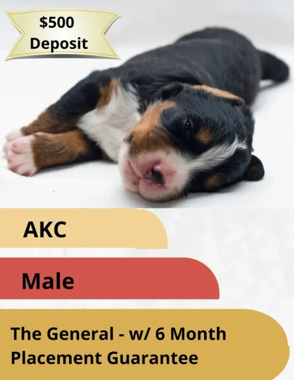 Refundable Puppy Adoption Holding Fee (be sure to read/understand/complete the description details) - Image 3