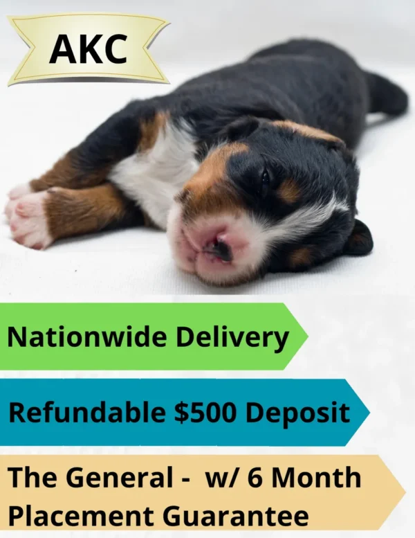 Refundable Puppy Adoption Holding Fee (be sure to read/understand/complete the description details)