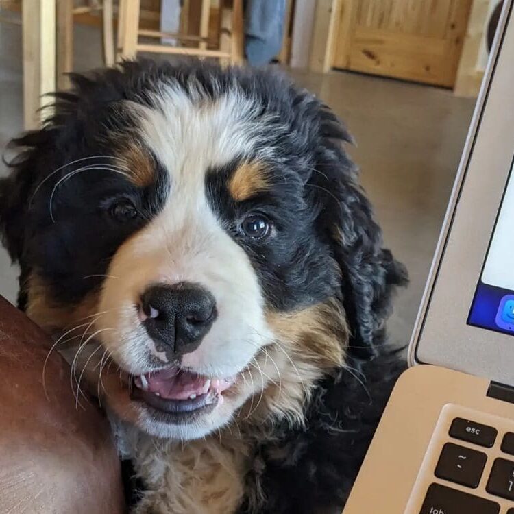 A dog sitting next to a laptop computer.
