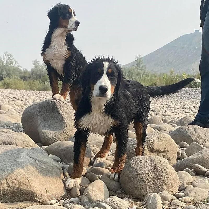 Two dogs standing on rocks in the desert.